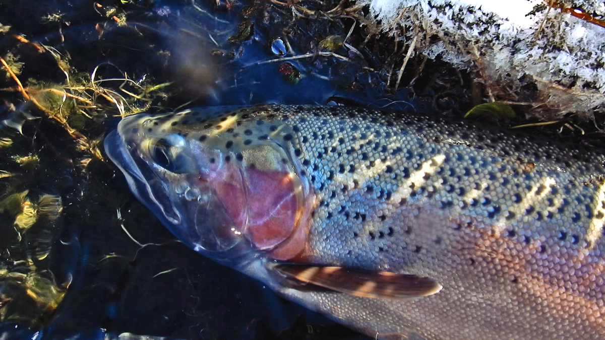 Kamloops trout caught by the barva kopel founder