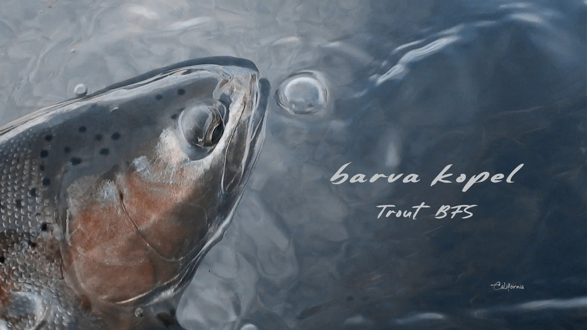 Kamloops trout caught by the barva kopel founder, rising beside an air bubble