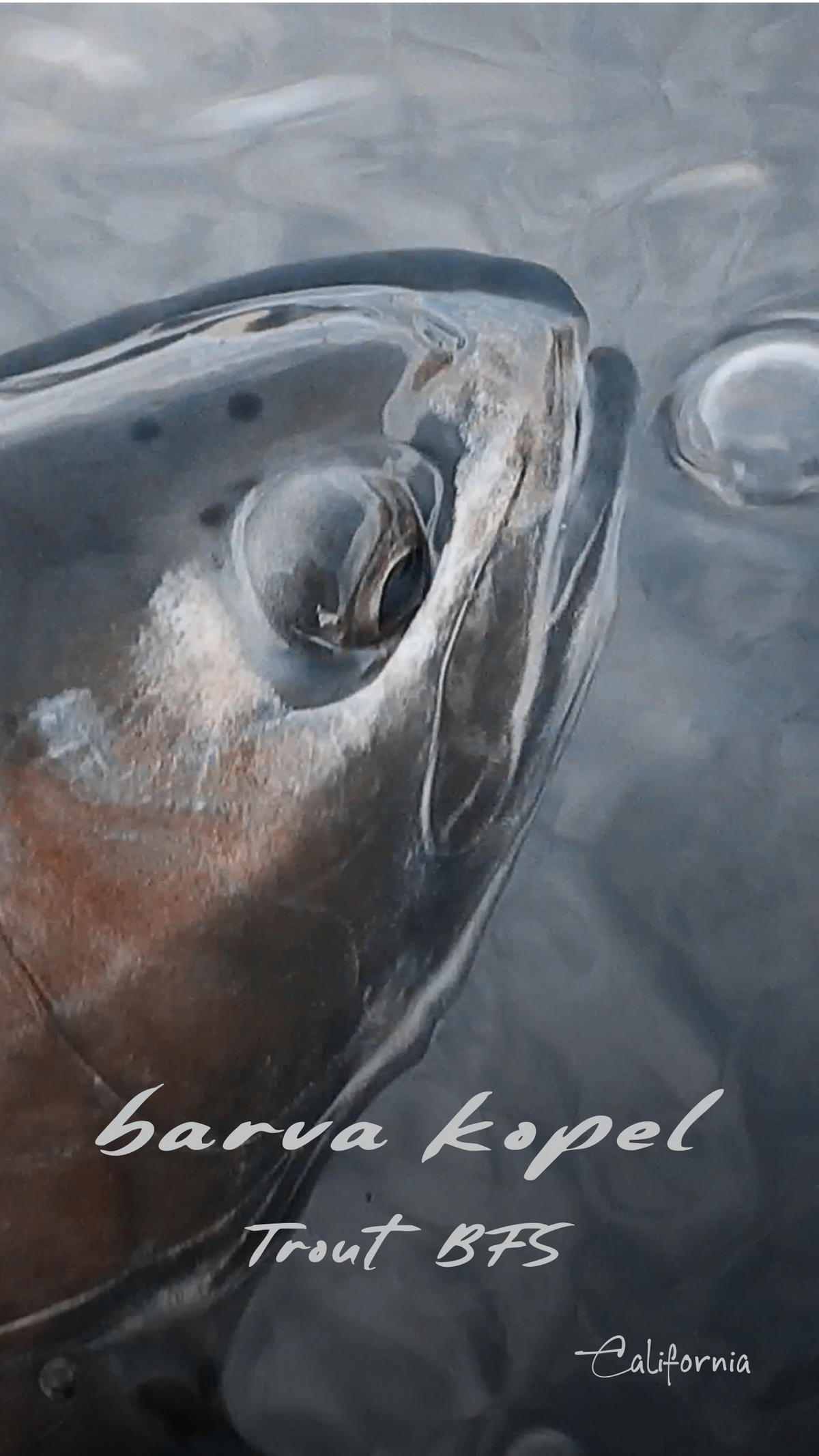 Painting of a rainbow trout rising through the water