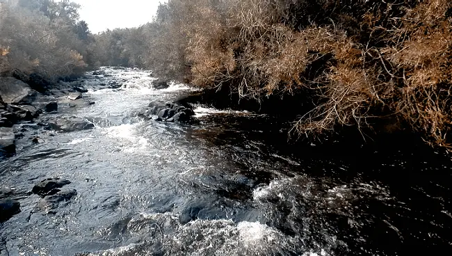Bushy River in Eastern Sierra