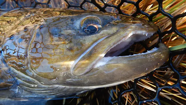 Wild Brown Trout