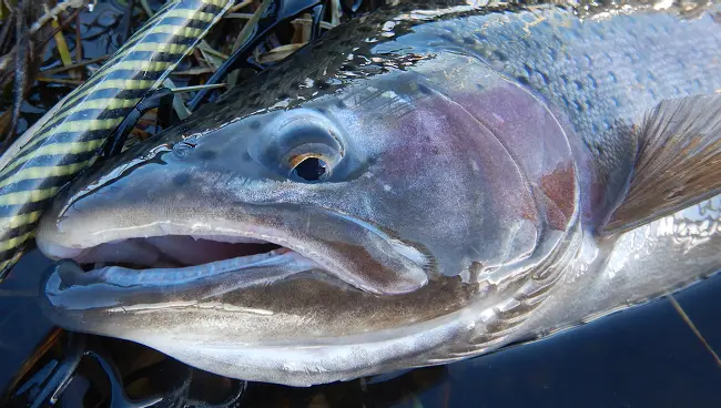 Kamloops Trout