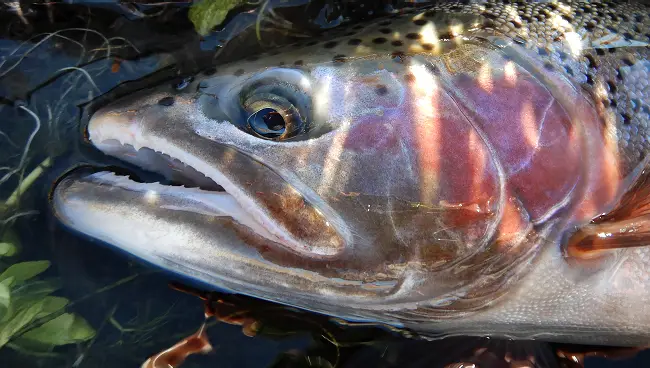 beautiful Wild Rainbow